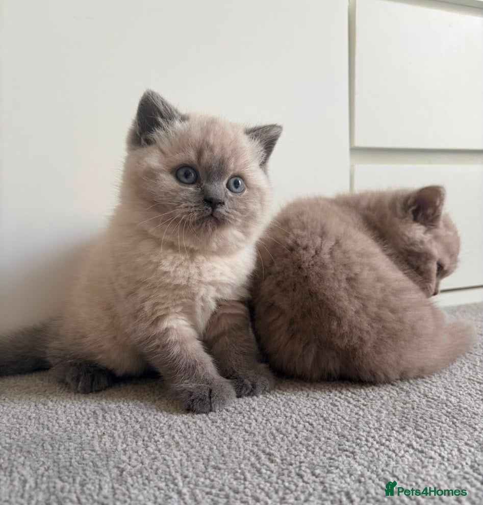British Shorthair cats 💙2 gorgeous boys available 💙 - Advert 11