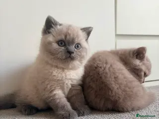 British Shorthair cats READY NOW 💙2 gorgeous boys available 💙 - Advert 2