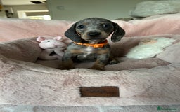 Dachshund dogs for sale: 2 beautiful  girls dachshund puppies available  - Image 15