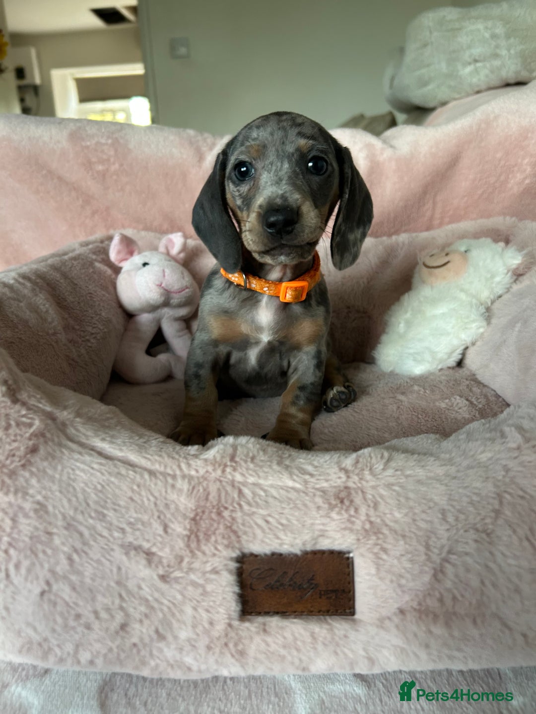 Dachshund dogs for sale: 2 beautiful  girls dachshund puppies available  - Image 15