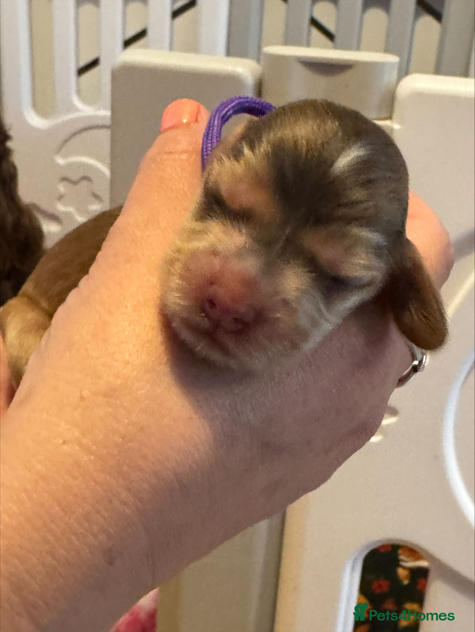 Cocker Spaniel dogs 🐾Beautiful Female Puppy🐾 - Advert 1
