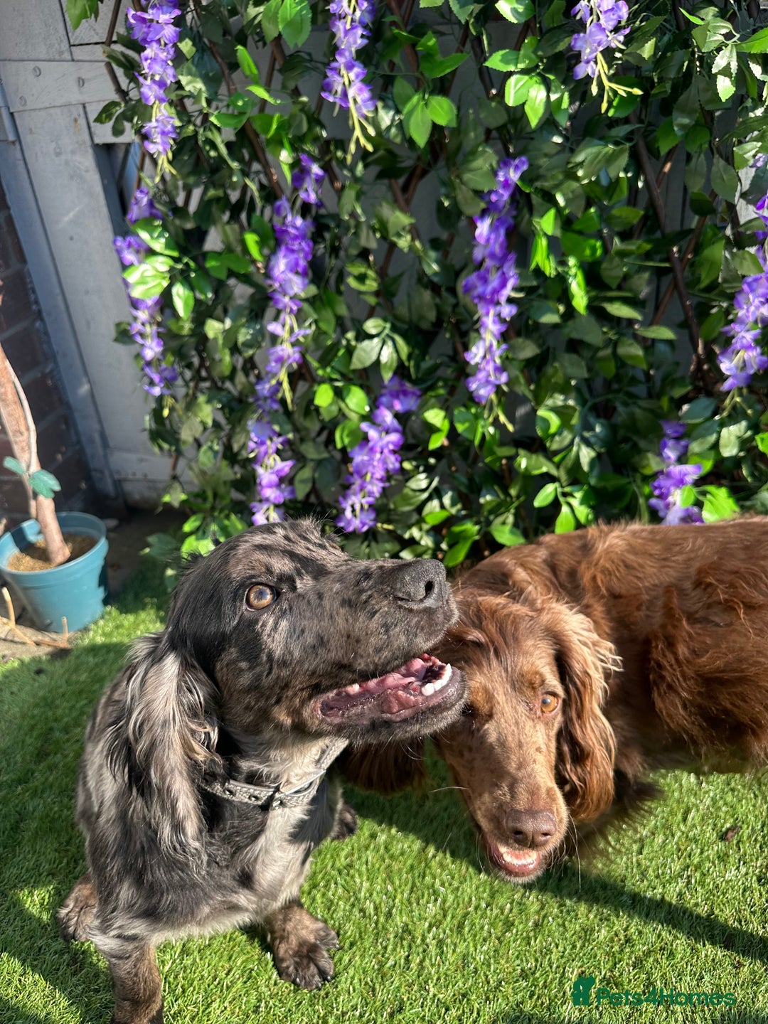 Cocker Spaniel dogs for sale: Beautiful Merle cocker spaniel - Advert 3