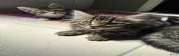 Mixed Breed cats for sale: 5 adorable kittens, 3 male, 2 female  - Advert 8