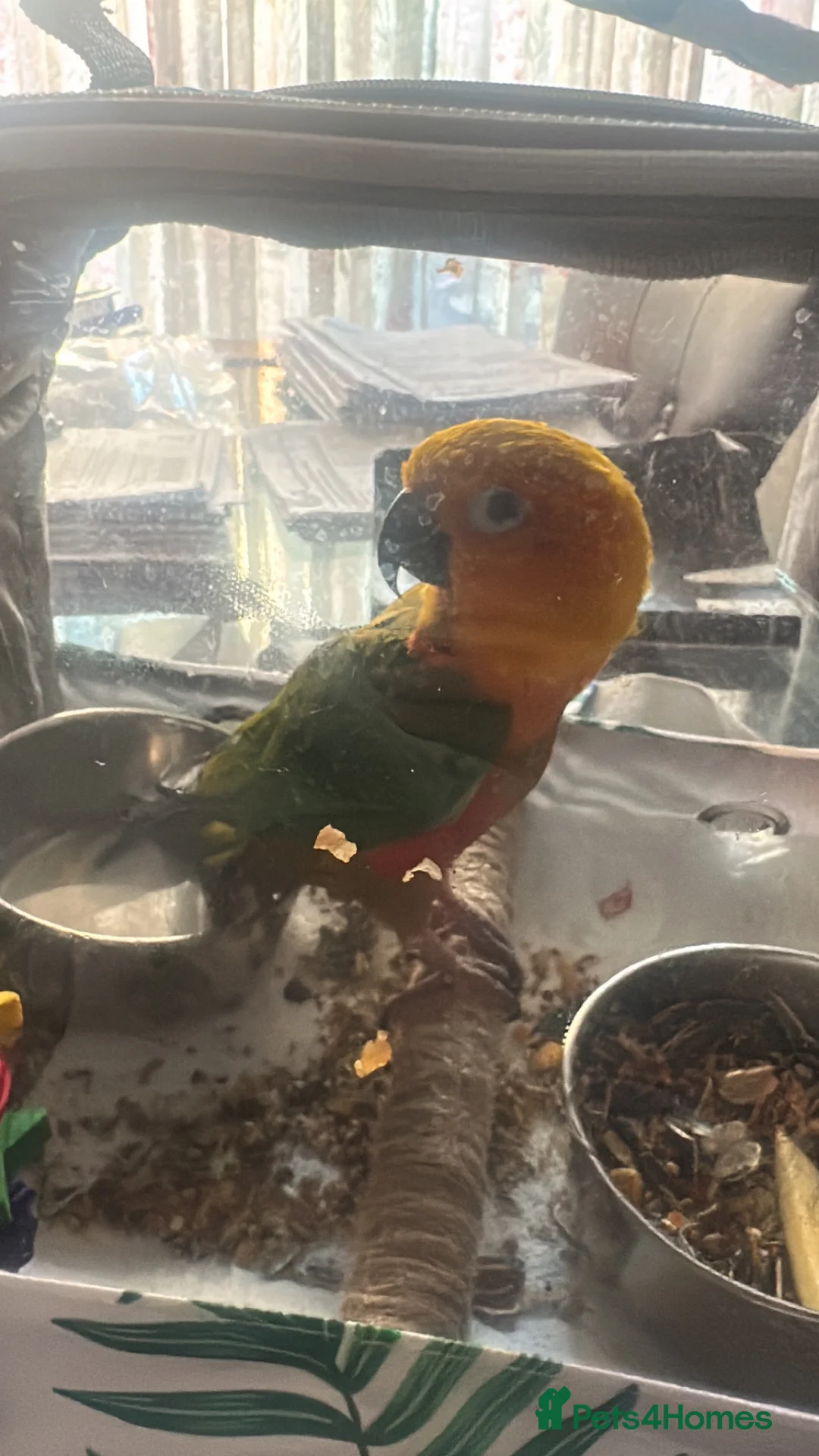 Conures birds for sale: Jenday conure parrot  - Advert 2