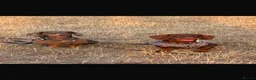 Dachshund dogs for stud: Orpheus  - Advert 4