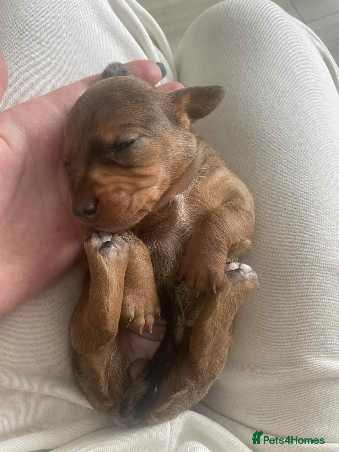 Dachshund dogs for sale: Dachshund tweenies for sale - Image 25
