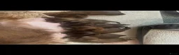 Shih Tzu dogs for sale: Karashishi Full KC imperial Shih-Tzu pups for sale - Advert 7