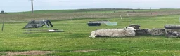 Sheep livestock for sale: 2 pet sheep in Dumfries - Advert 8