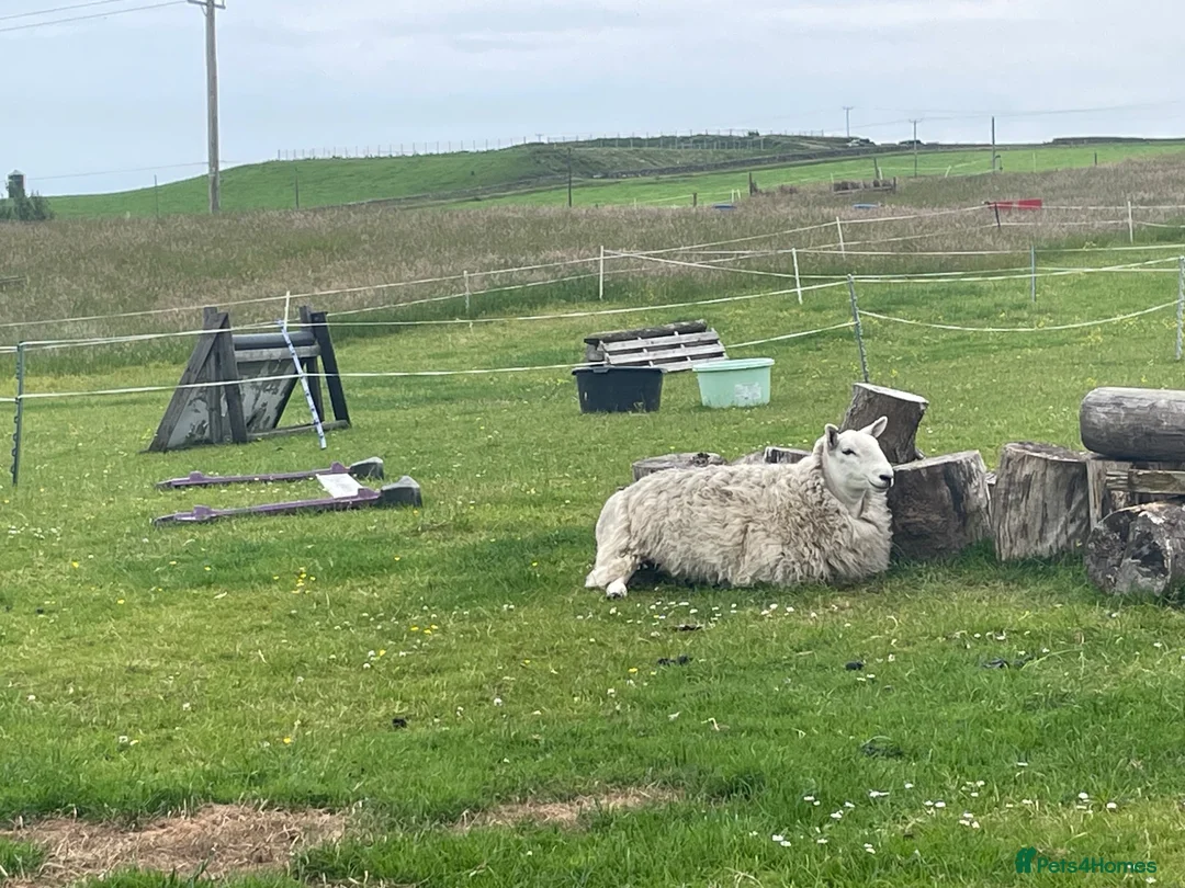 Sheep livestock for sale: 2 pet sheep in Dumfries - Advert 8