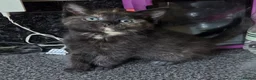 Mixed Breed cats for sale: 2 stunning kittens still available  - Advert 6