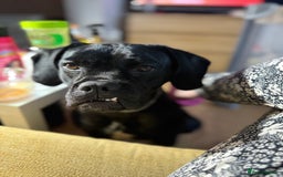 Mixed Breed dogs for sale: 🐾 Dog Looking for a New Home 🏡 - Image 2