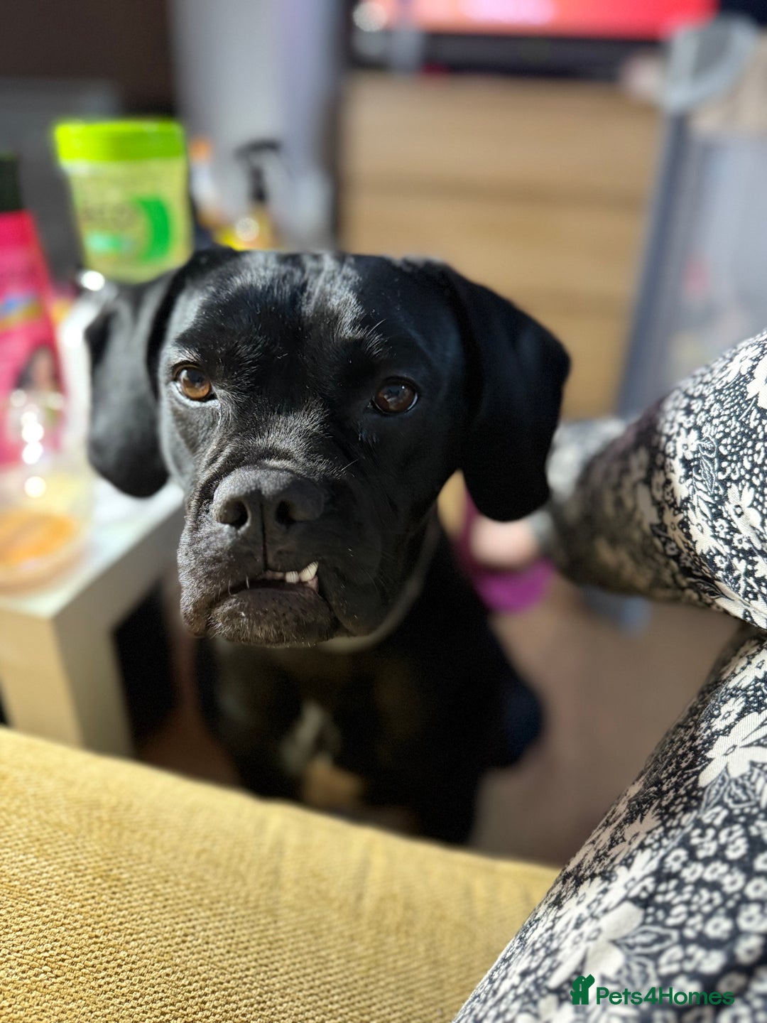 Mixed Breed dogs for sale: 🐾 Dog Looking for a New Home 🏡 - Image 2