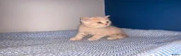 British Shorthair cats for sale: GCCF REGISTERED BRITISH SHORTHAIRS  - Advert 2