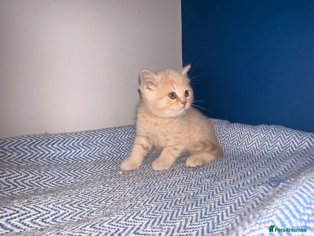 British Shorthair cats for sale: GCCF REGISTERED BRITISH SHORTHAIRS  - Advert 2