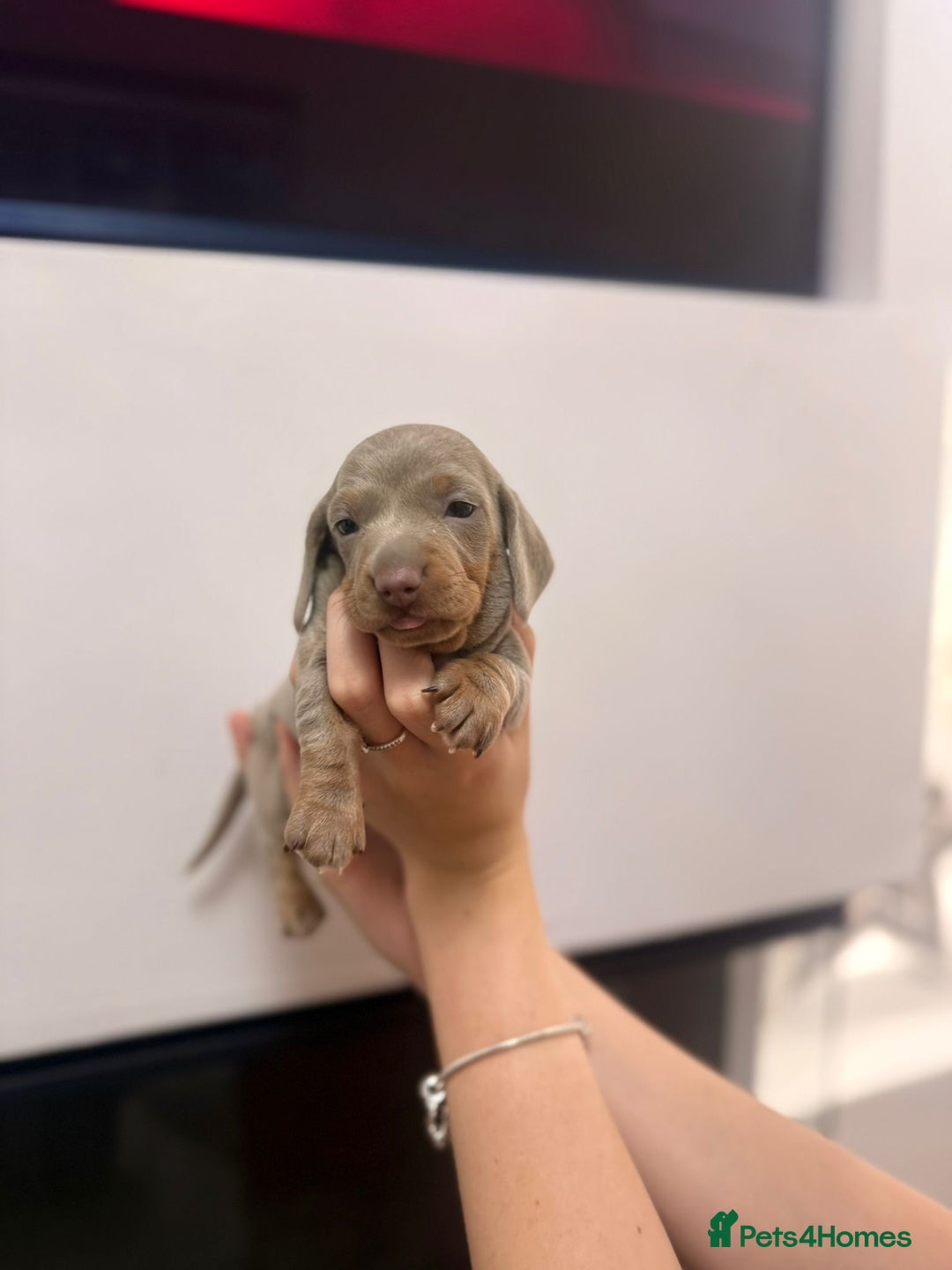 Miniature Dachshund dogs for sale: Miniature Daschund 🎀 - Advert 5
