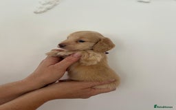 Miniature Dachshund dogs for sale: Miniature long hair dachshunds  - Image 10