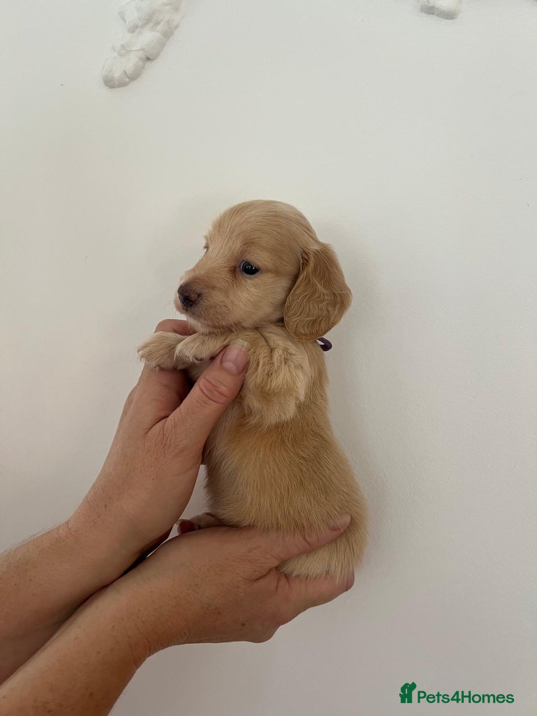 Miniature Dachshund dogs for sale: Miniature long hair dachshunds  - Image 10
