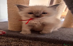 Ragdoll cats for sale: Ragdoll kittens (2 boys and 2 girls)  - Image 23
