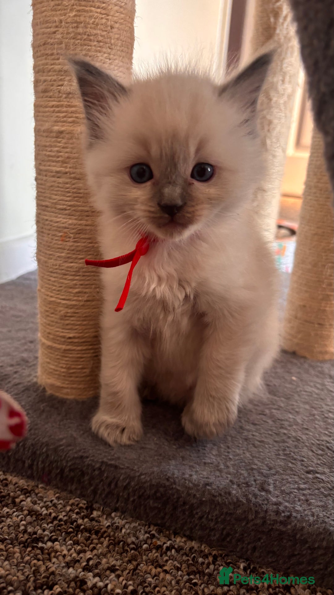 Ragdoll cats for sale: Ragdoll kittens (2 boys and 2 girls)  - Image 23