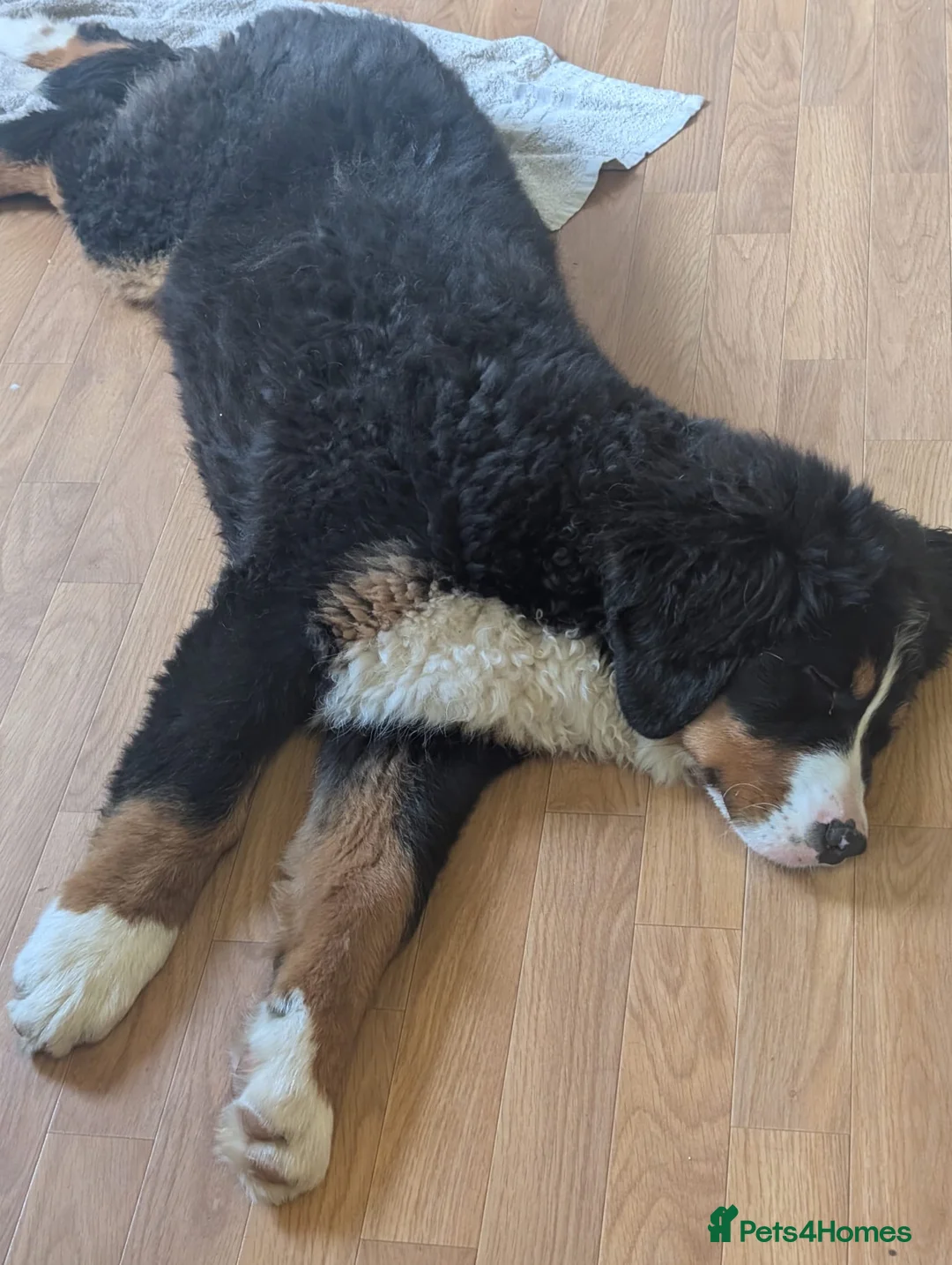 Bernese Mountain Dog dogs for sale: Bernese Mountain Dog - Advert 3