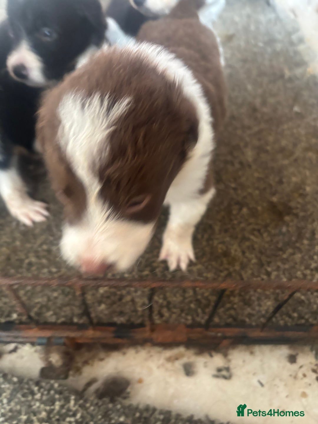 Border Collie dogs for sale: Beautiful pups B&W / R&W  - Image 8