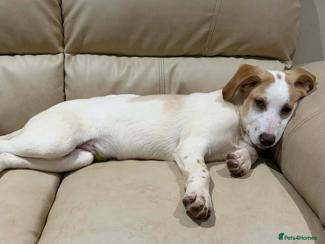 Mixed Breed dogs for adoption: Milo a gorgeous 5 month old Lab cross Pointer - Advert 2