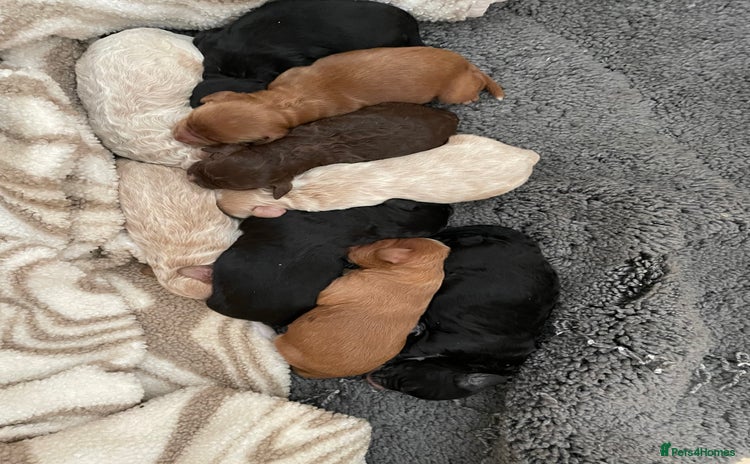 Cavapoo dogs - Advert 8