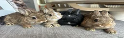 Netherland Dwarf rabbits for sale: Lovely baby Netherlands dwarfs. - Advert 5