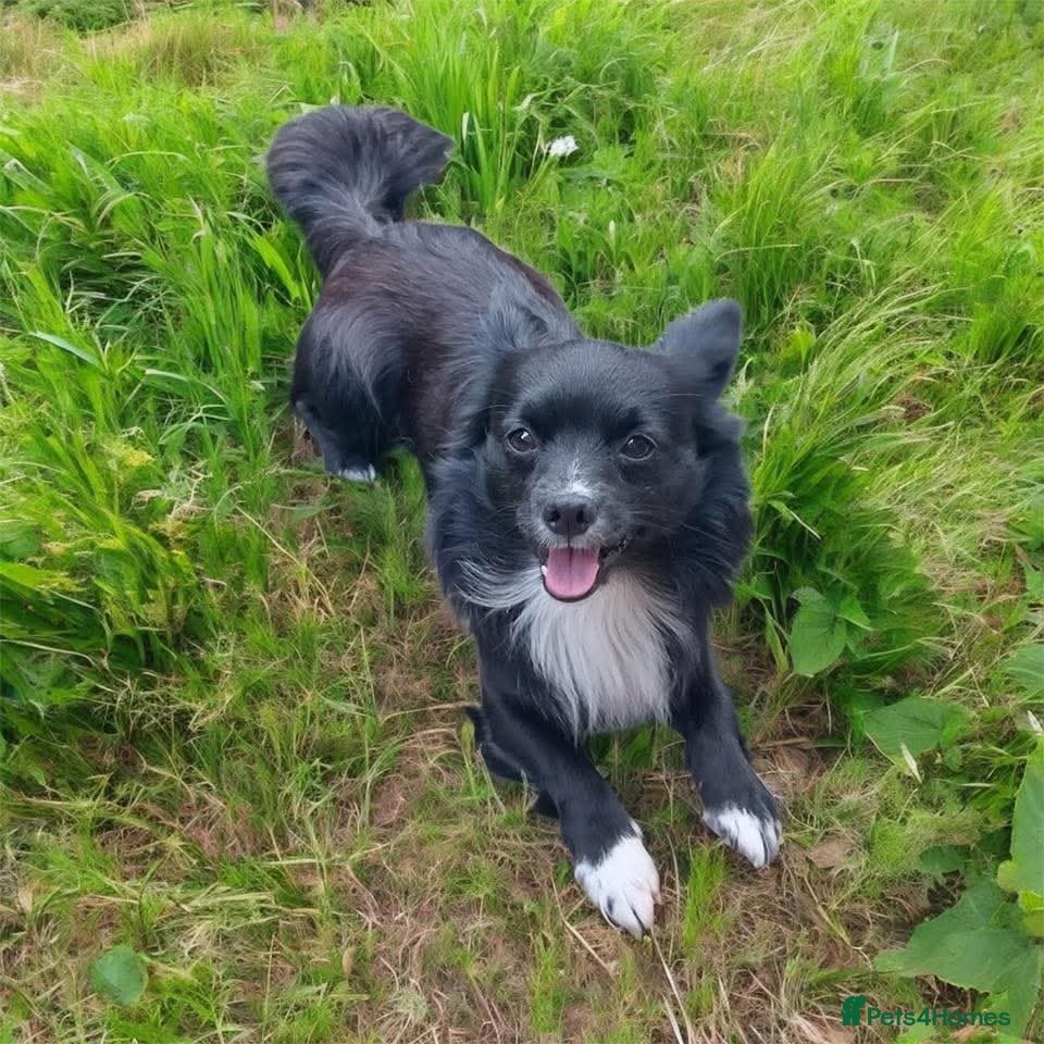 Chihuahua dogs Jasper - Advert 3