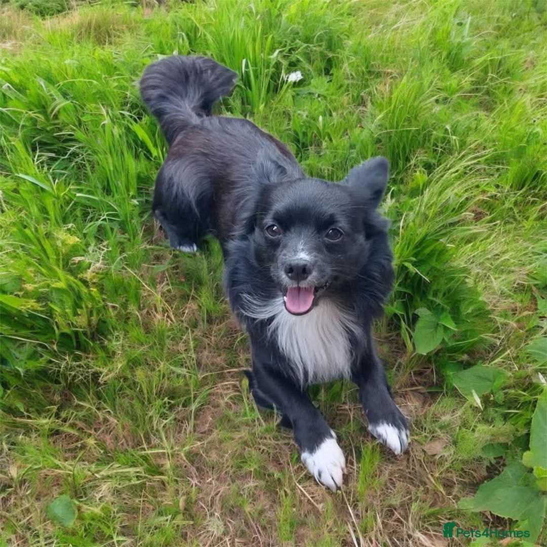 Chihuahua dogs for stud: Jasper - Advert 1