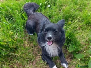 Chihuahua dogs Jasper - Advert 10