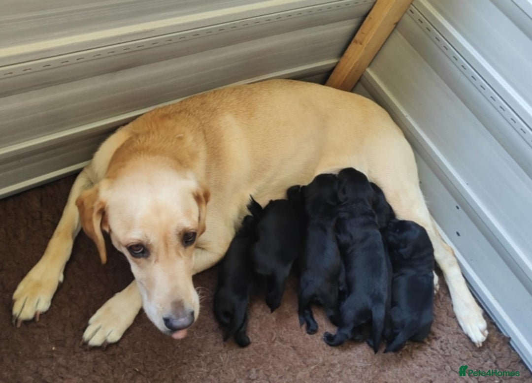 Labrador Retriever dogs for sale: Pedigree Labrador retriever  - Image 3