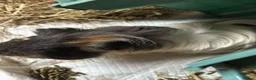 Guinea Pig rodents for sale: 2 boy guinea pigs to be sold together in Cramlington - Advert 5