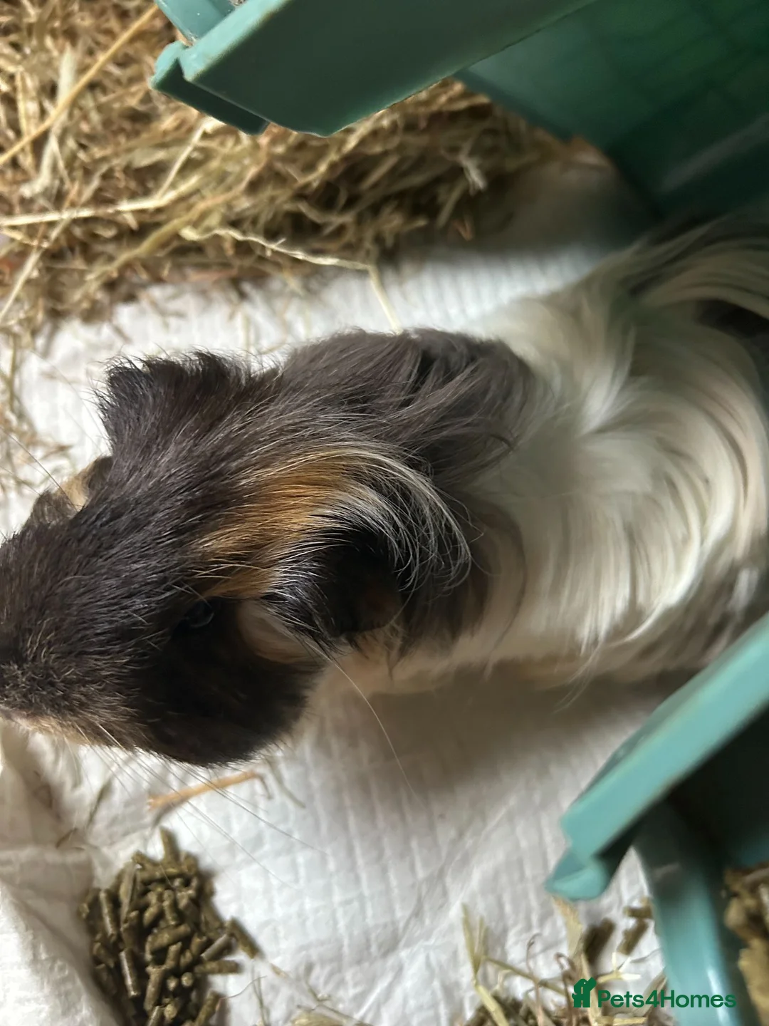Guinea Pig rodents for sale: 2 boy guinea pigs to be sold together in Cramlington - Advert 5