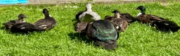 Ducks poultry for sale: Pairs of Call Ducks in Stirling - Advert 3