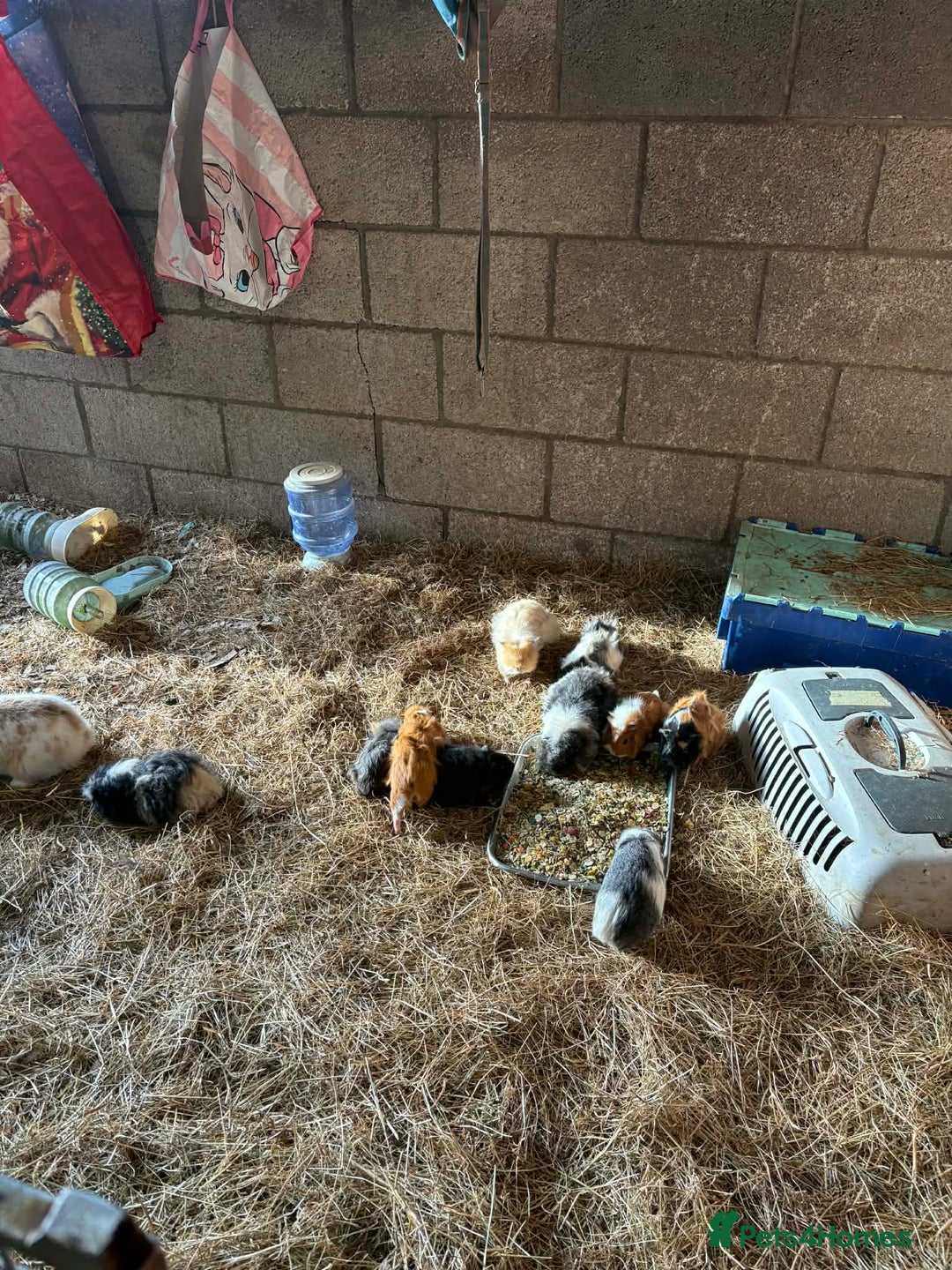 Mixed Breed rabbits for sale: RABBITS AND GUINEA PIGS various ages and sexes - Advert 3