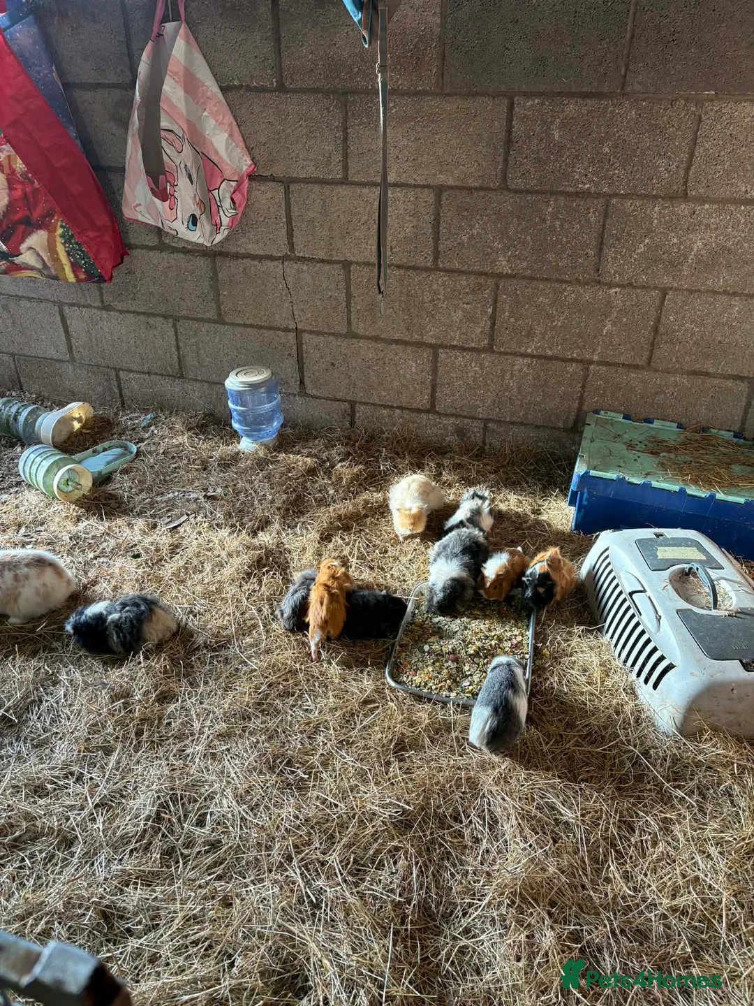 Mixed Breed rabbits for sale: £20 for 2.£15 each rabbit/ pigs , males only  - Advert 3