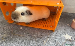 Guinea Pig rodents for sale: Two male guinea pigs and their Guinea Loft cage - Image 1