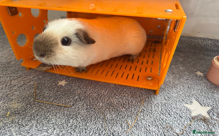 Guinea Pig rodents - Advert 14
