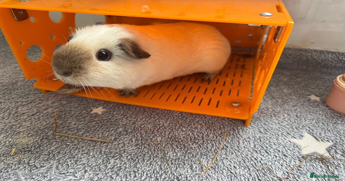 Two male guinea pigs and their Guinea Loft cage for sale in Didcot