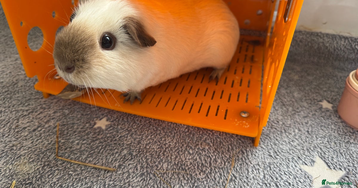 Two male guinea pigs and their Guinea Loft cage for sale in Didcot
