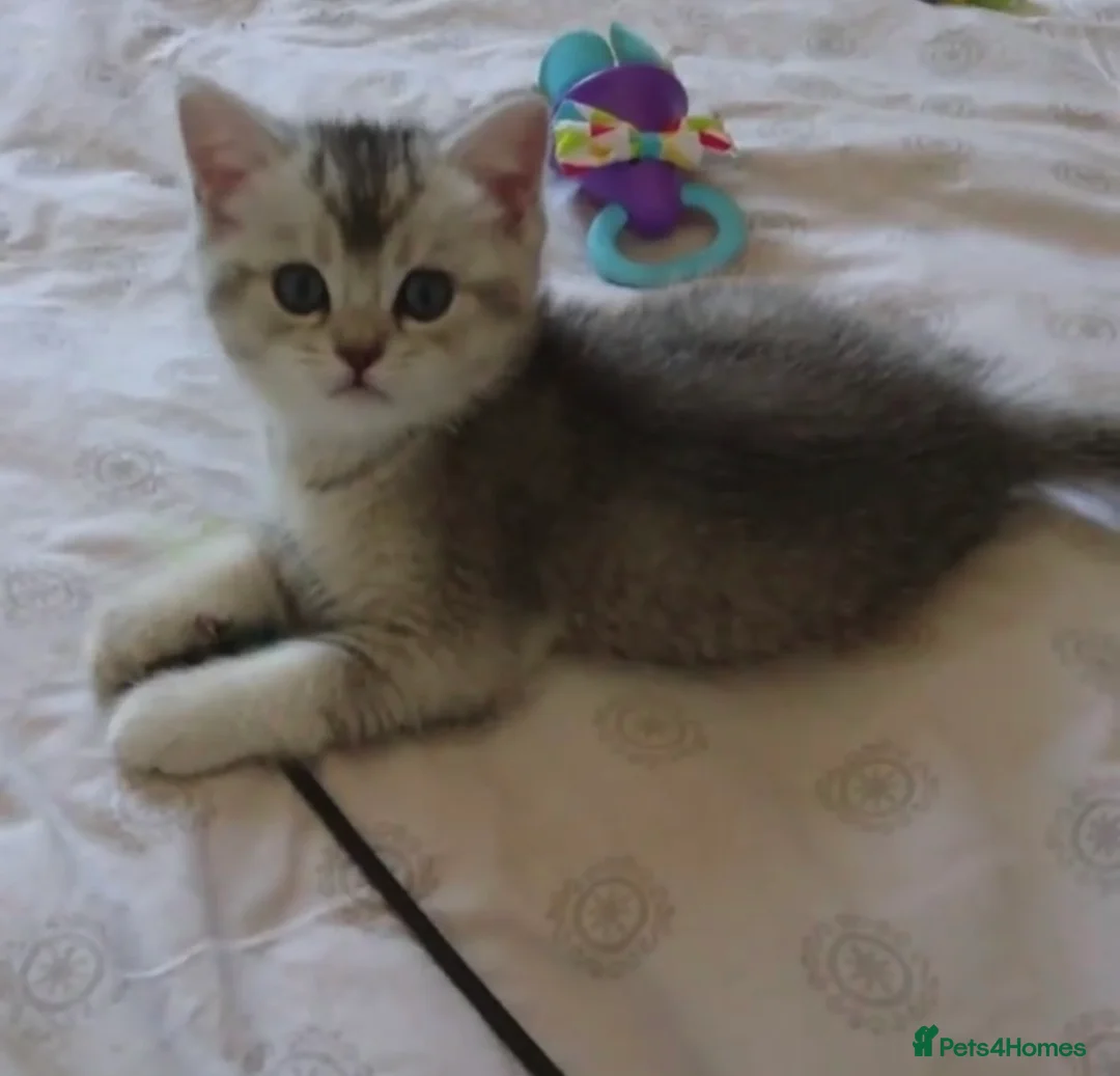 British Shorthair cats for sale: Cute Blue-Silver Shaded British Shorthair Kittens  in Birmingham - Advert 2