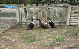 Ducks poultry for sale: 5 Runner Ducks, 1 Drake, 4 Female - Image 2