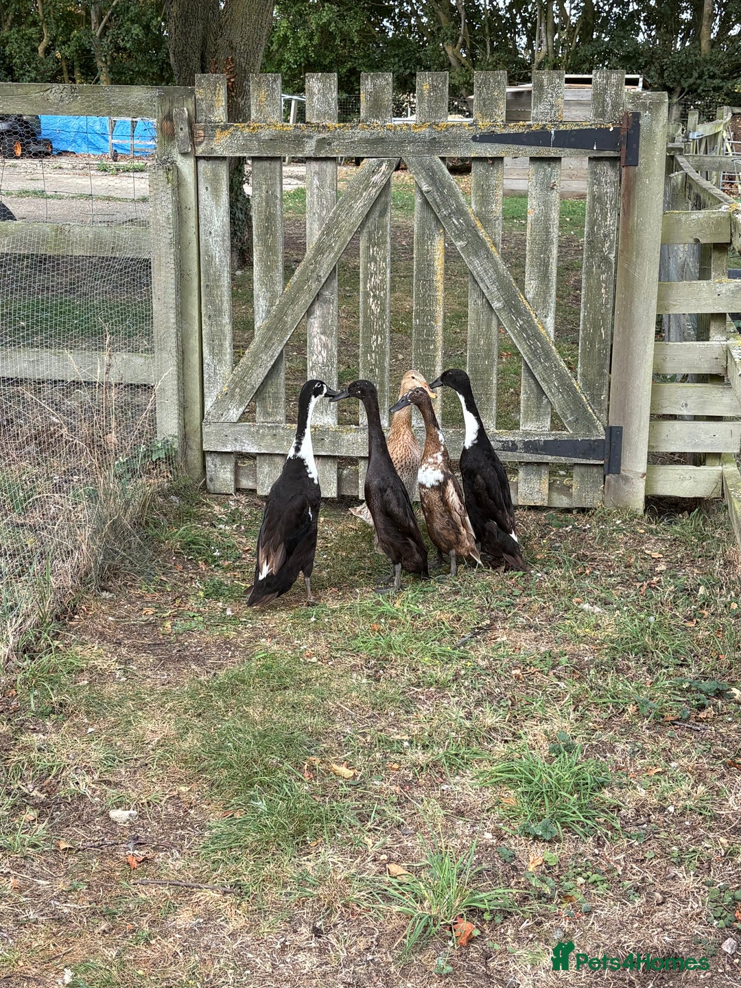 Ducks poultry for sale: 5 Runner Ducks, 1 Drake, 4 Female - Image 2