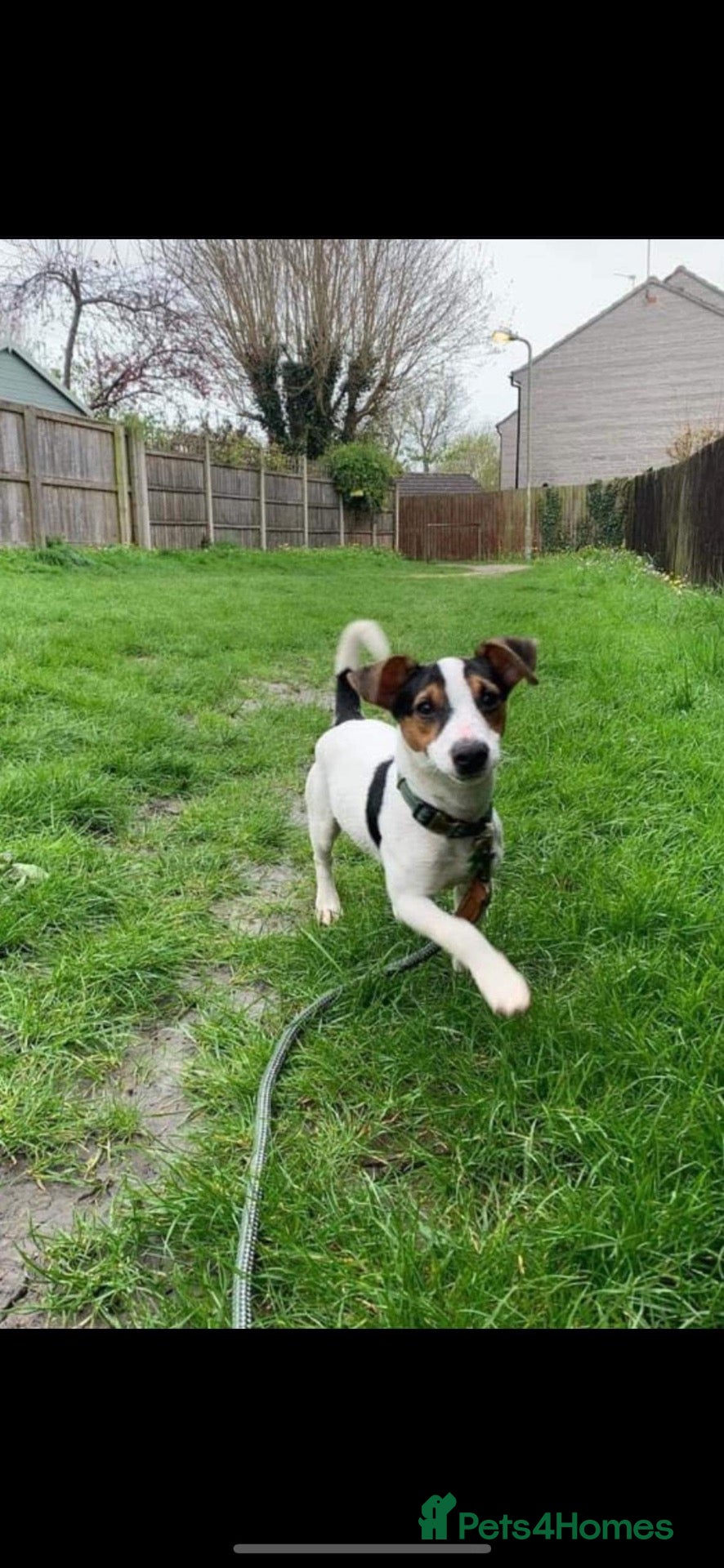 Jack Russell dogs Jack Russell looking for forever home - Advert 6