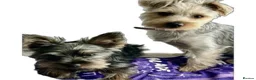 Yorkshire Terrier dogs for sale: ## Beautiful Yorkshire terrier 4 girls 2 boys ## - Advert 15