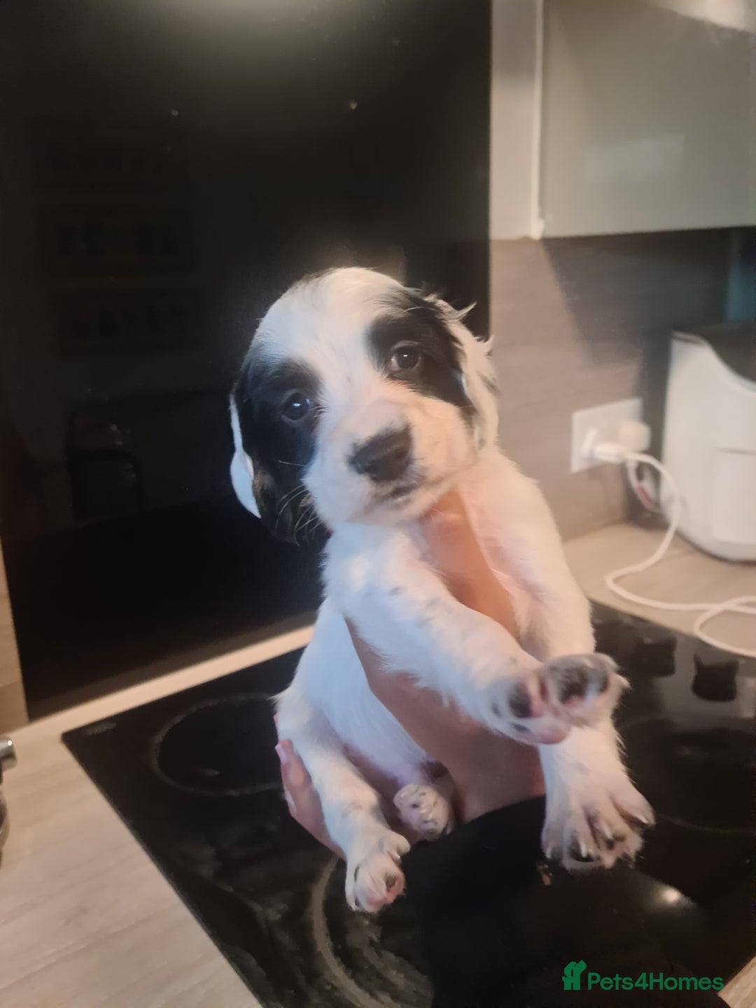 Cocker Spaniel dogs for sale: Cocker Spaniel  - Image 1