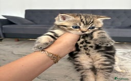 Scottish Fold cats for sale: Adorable Scottish Straight Kittens Ready for Homes - Image 5