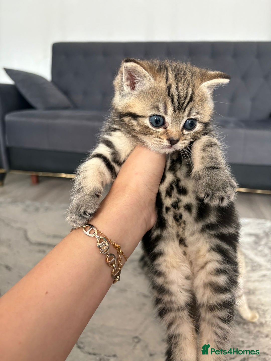 Scottish Fold cats for sale: Adorable Scottish Straight Kittens Ready for Homes - Image 5