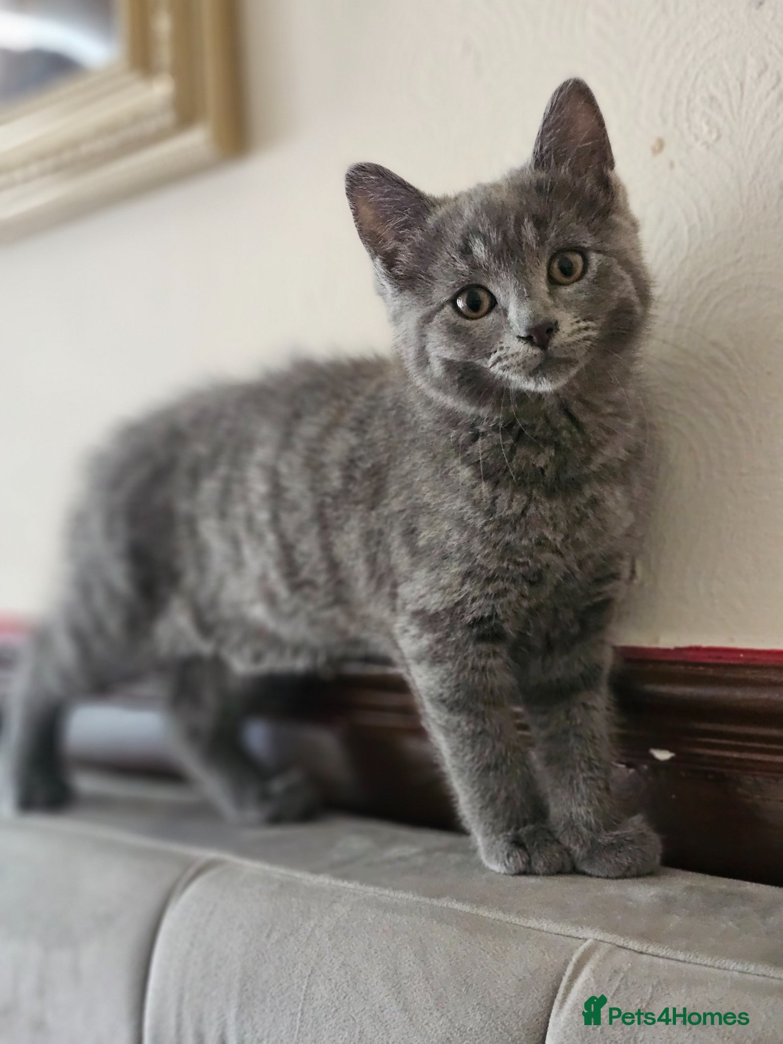 Russian Blue cats Russian Blue - Advert 1
